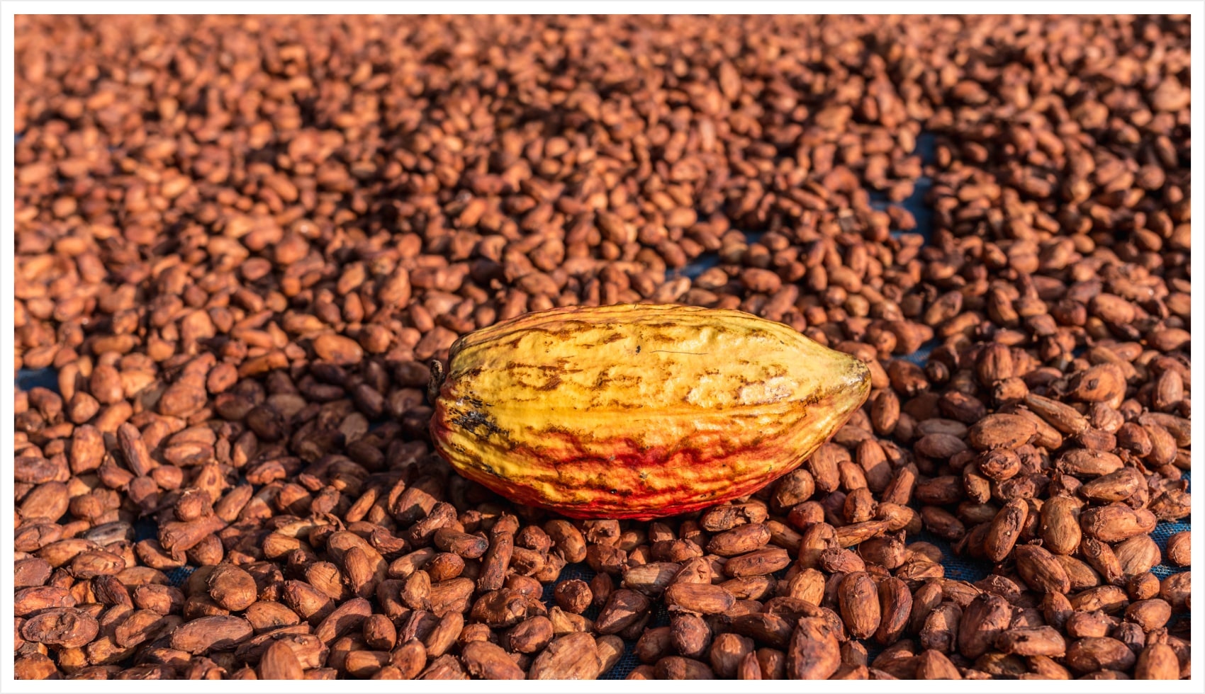 One brown nut on top of many coffee beans