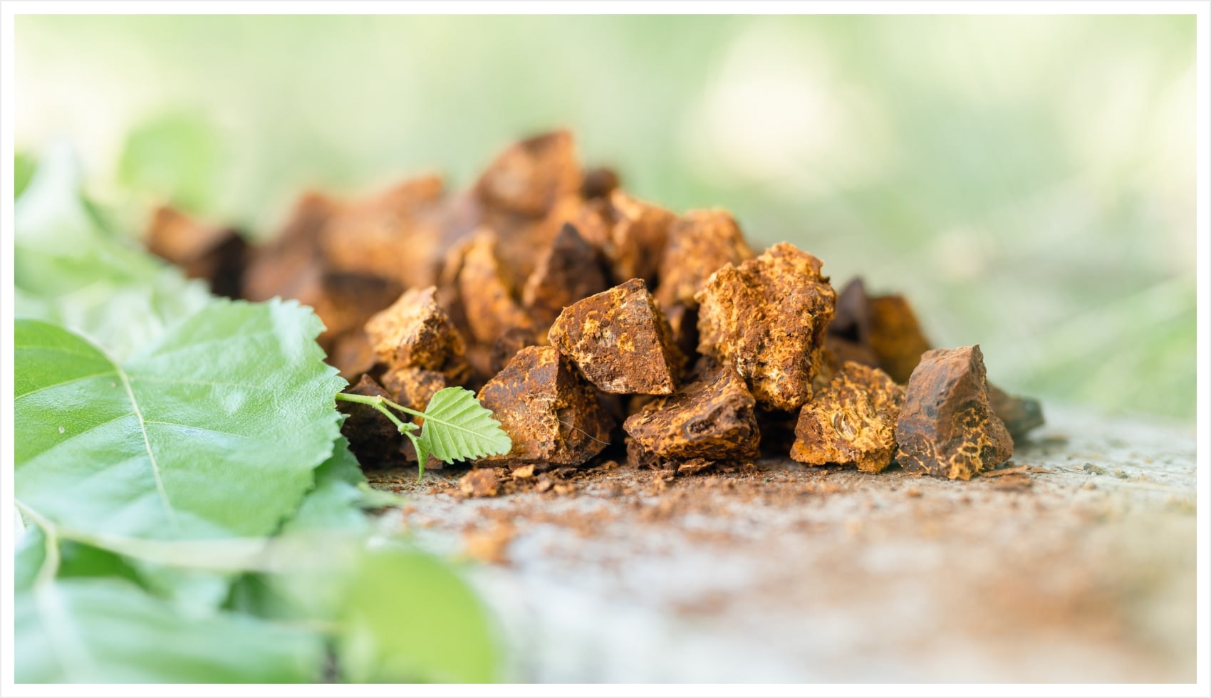 Chunks of mushroom coffee with green leaves