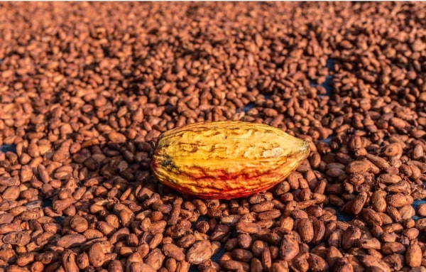 One brown nut on top of many coffee beans
