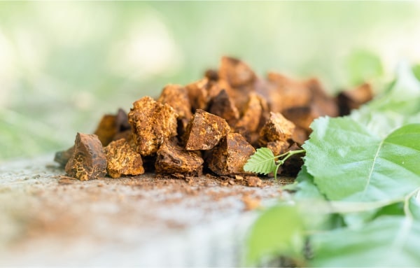 Chunks of mushroom coffee with green leaves