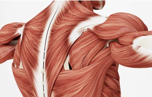 What are the benefits of EAA Supplements?